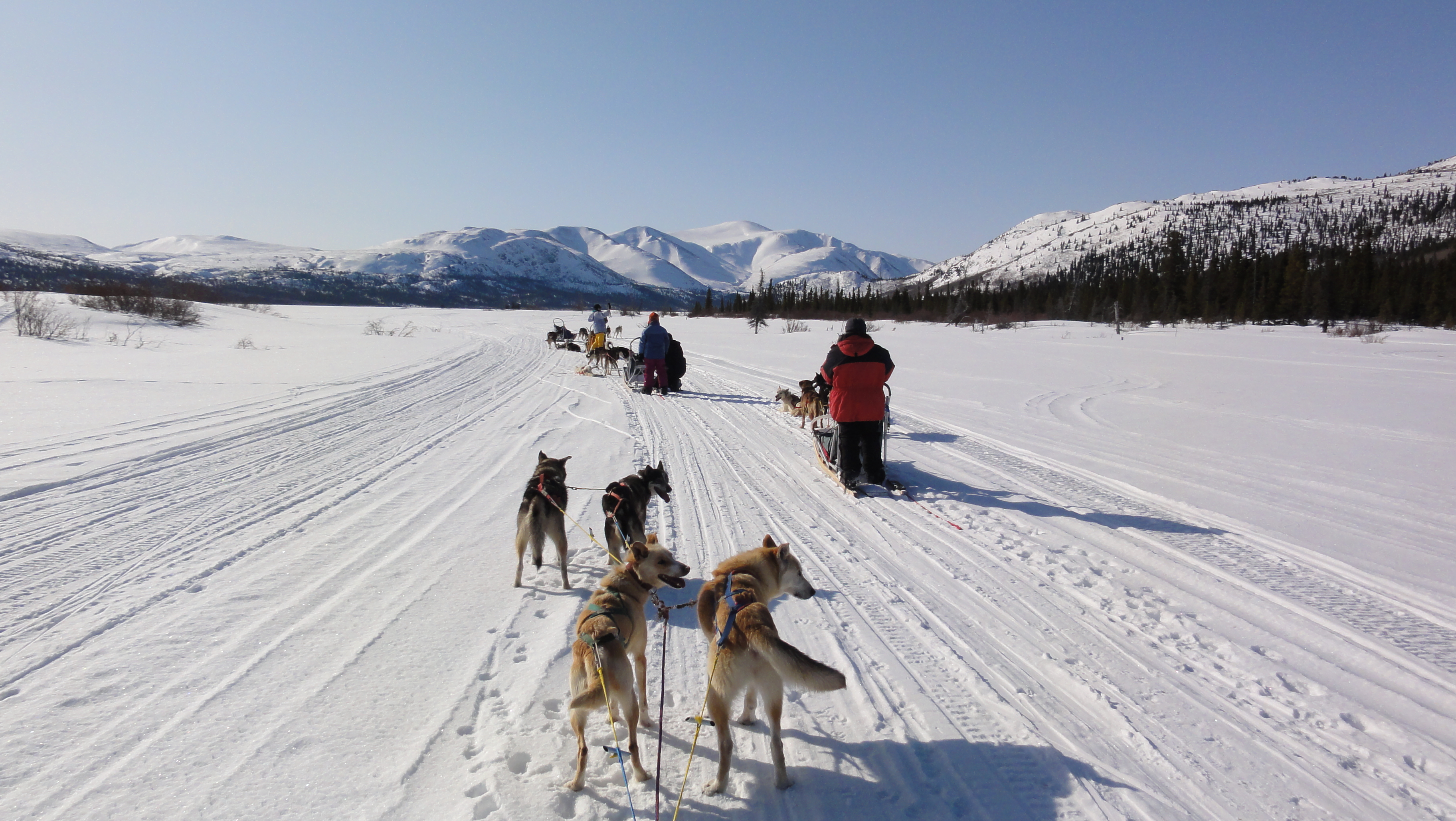 Dog Training Whitehorse Dog Training Whitehorse